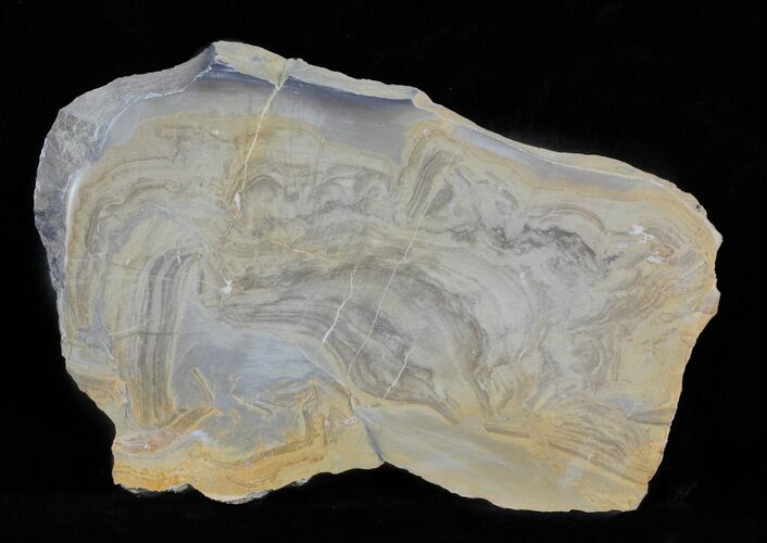 Devonian Stromatolite Slice - Orkney, Scotland #61084